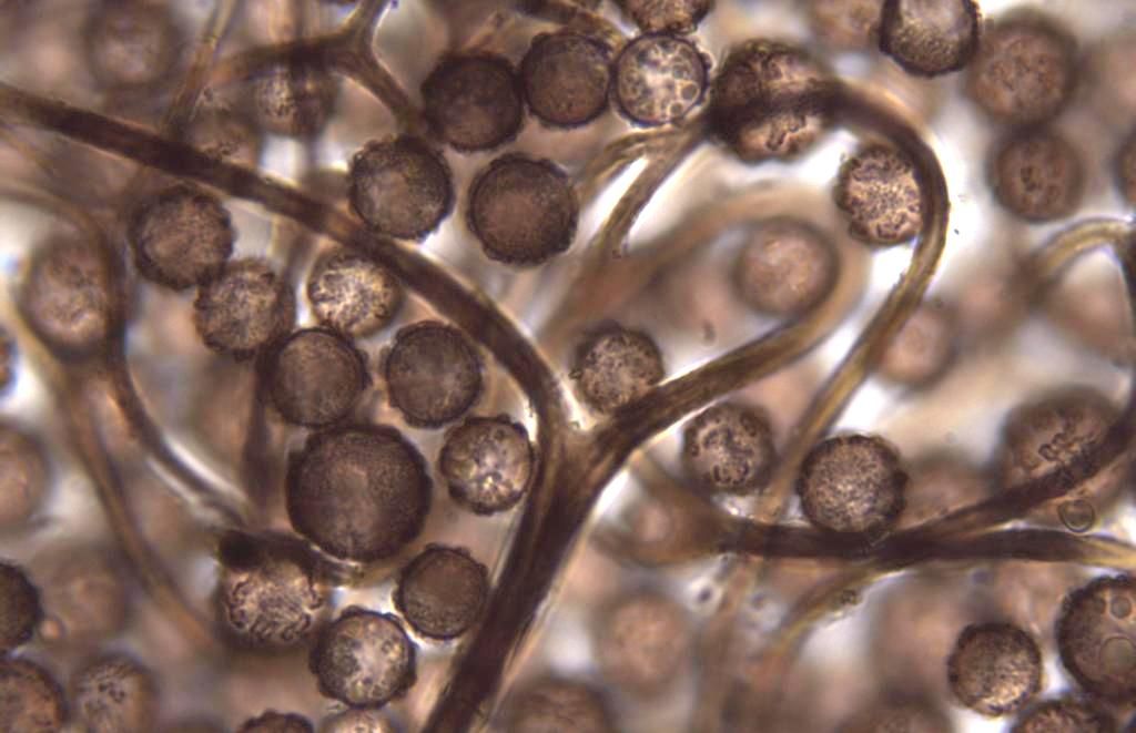 Lamproderma cristatum